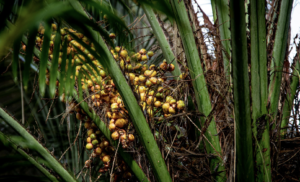 Palm oil: The pros and cons of a controversial commodity